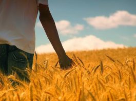 devocional versículos sobre provisão de Deus