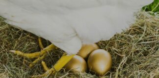 Ilustração A Galinha dos ovos de Ouro - Reprodução Canva