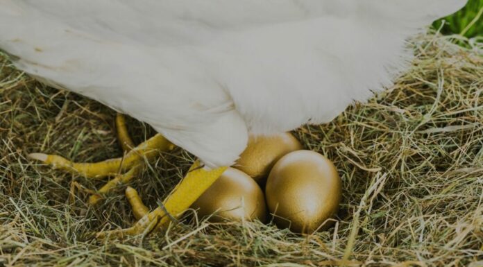 Ilustração A Galinha dos ovos de Ouro - Reprodução Canva