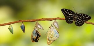 Transformação natureza borboleta - Reprodução Canva