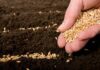 Versículos sobre semear e colher