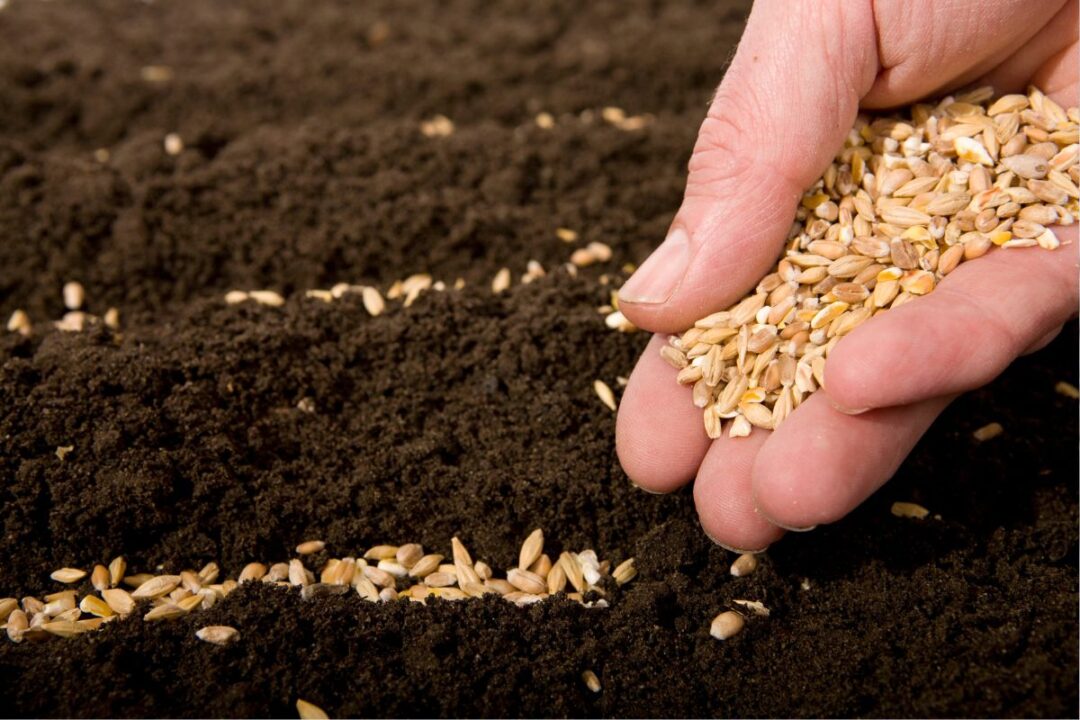 Versículos sobre semear e colher